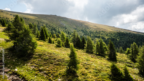 Fototapeta Naklejka Na Ścianę i Meble -  Wald auf dem Zirbitzkogel