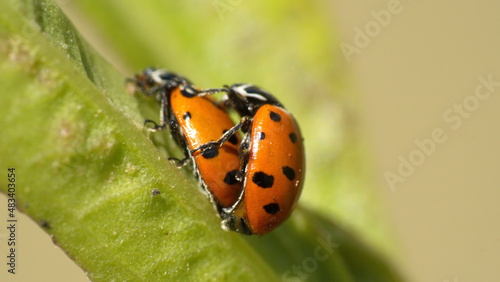 Ladybugs mating on a leaf in Cotacachi, Ecuador