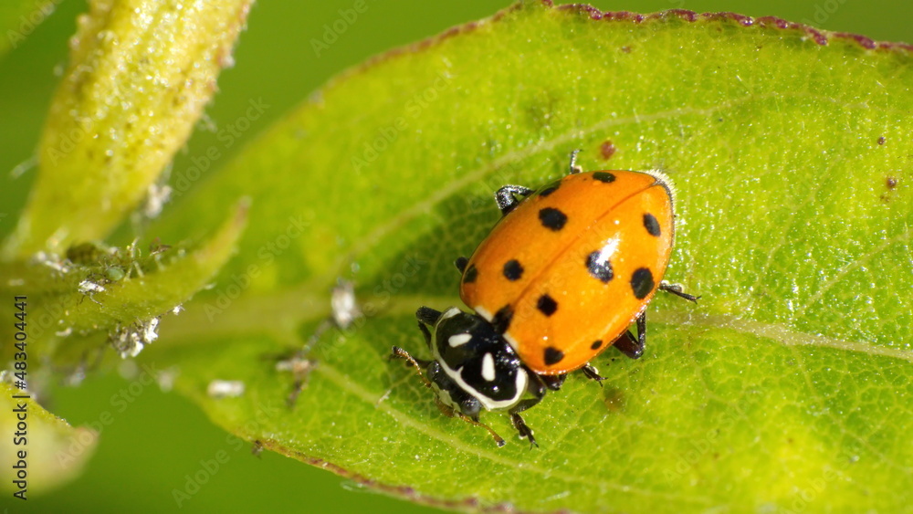 Obraz premium Ladybug on a leaf in Cotacachi, Ecuador