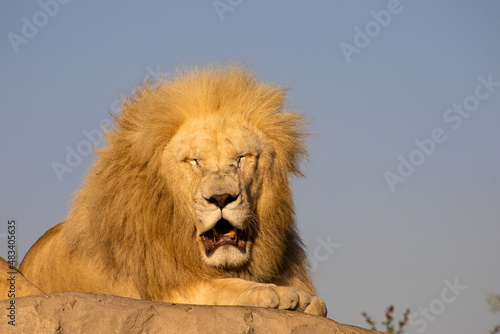 an old lion exhausted by the heat in the rays of the evening sun