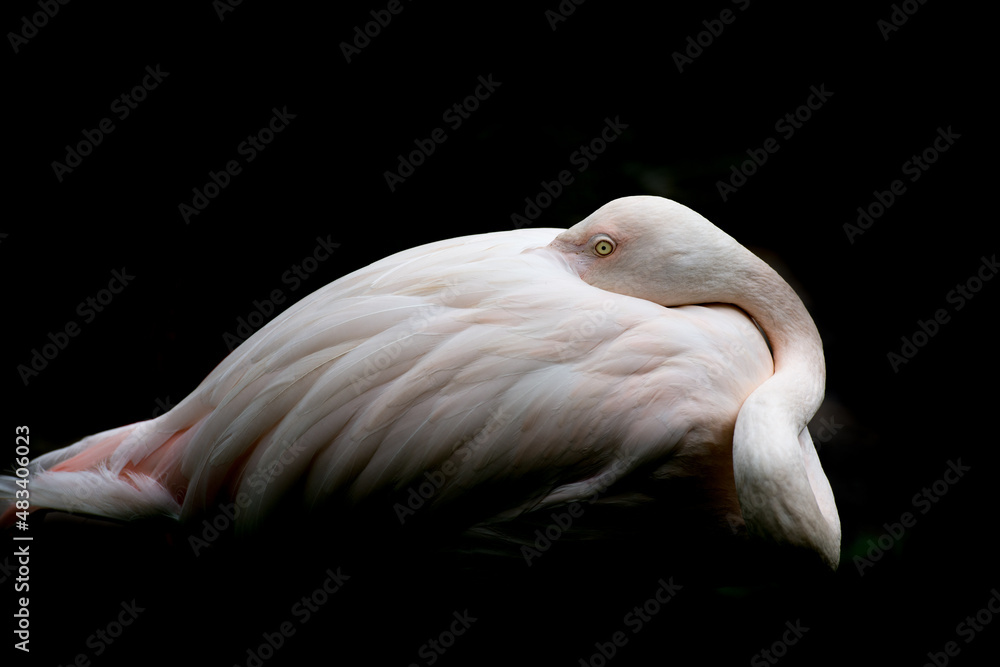 Fototapeta premium Flamingo