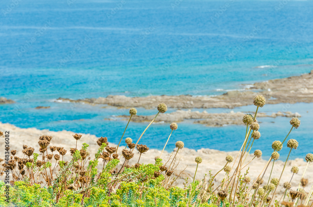 Round pom poms of fields flowers and green wild grass grow on the shore of the lagoon against the backdrop of blue sea water