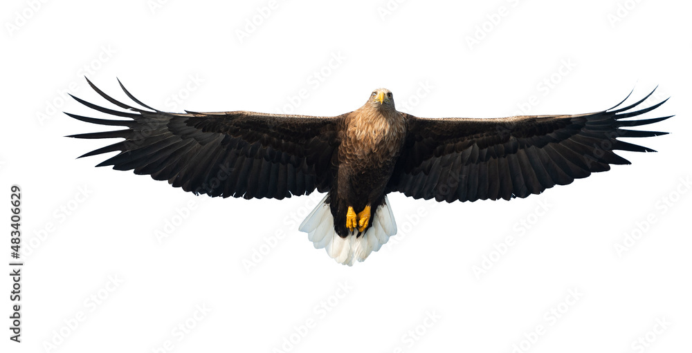 Naklejka premium Adult White-tailed eagle in flight. Front view. Isolated on White background. Scientific name: Haliaeetus albicilla, also known as ern, erne, gray eagle, Eurasian sea eagle and white-tailed sea-eagle