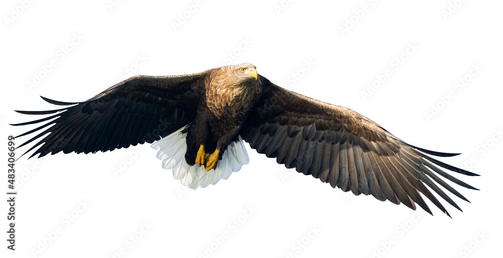 Adult White-tailed eagle in flight. Front view. Isolated on White background. Scientific name: Haliaeetus albicilla, also known as ern, erne, gray eagle, Eurasian sea eagle and white-tailed sea-eagle