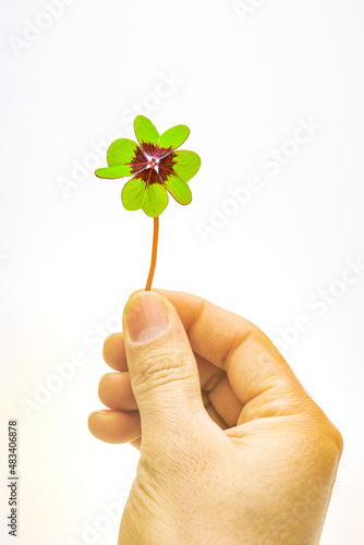 Vierblättriges Kleeblatt ein einer Hand