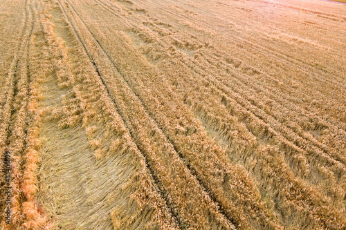 Aerial view of ripe farm field ready for harvesting with fallen down broken by wind wheat heads. Damaged crops and agriculture failure concept