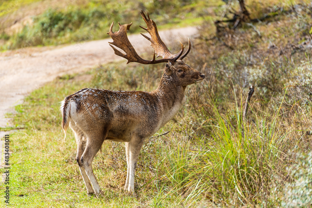 Obraz premium A male fallow deer looks up in shock while eating the fresh grass by the side of the road in the Amsterdamse Waterleidingduinen park