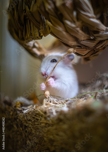 LittleFoot (baby dsungarian hamster) our new friend photo