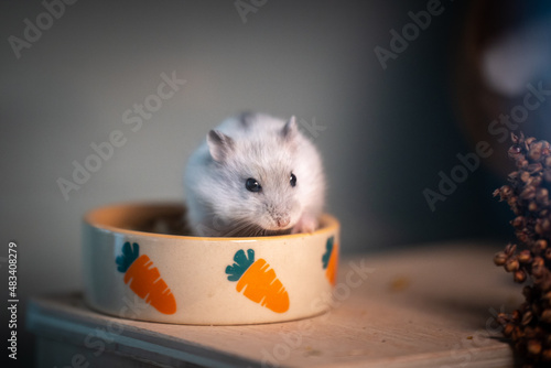 LittleFoot (baby dsungarian hamster) our new friend photo