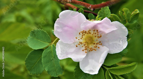 Close-up of a pink wild rose with blurred vegetation in the background.