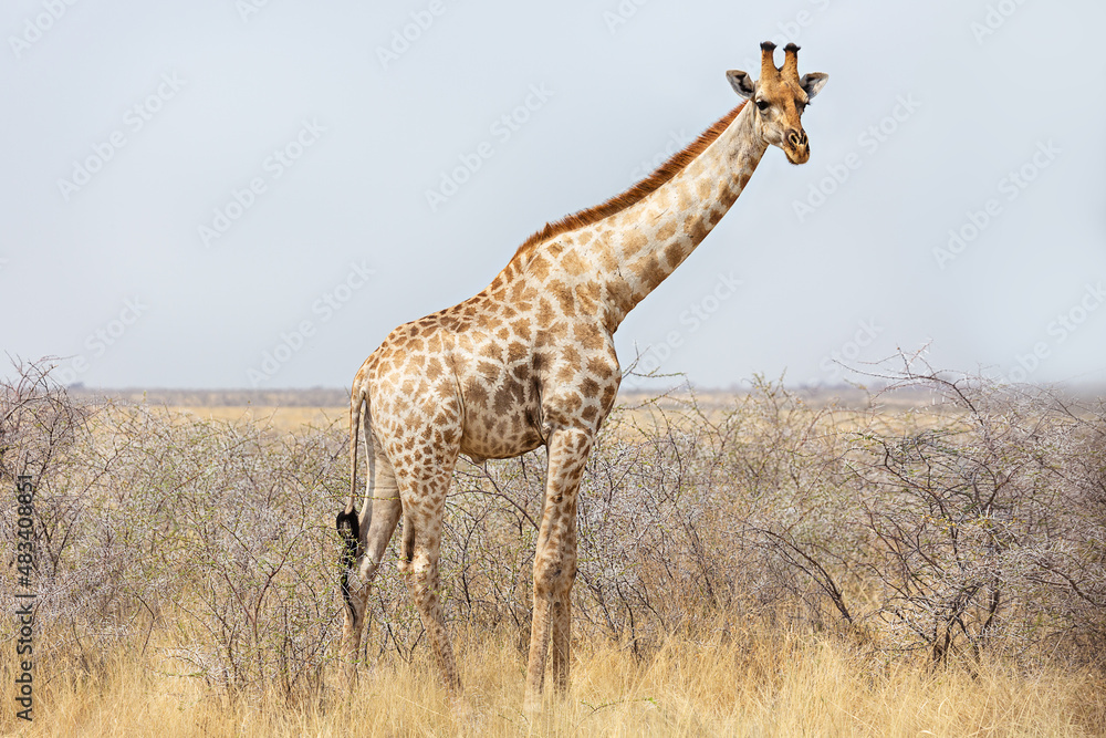 Fototapeta premium Giraffe in Etosha National Park, Namibia