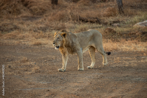 The Majestic Asiatic  Lion at the Gir Forest India