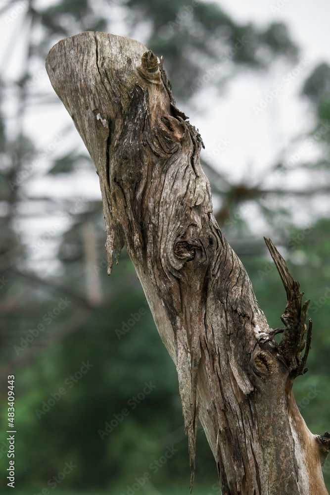 Obraz premium Arvore tree madeira wood galho Branch