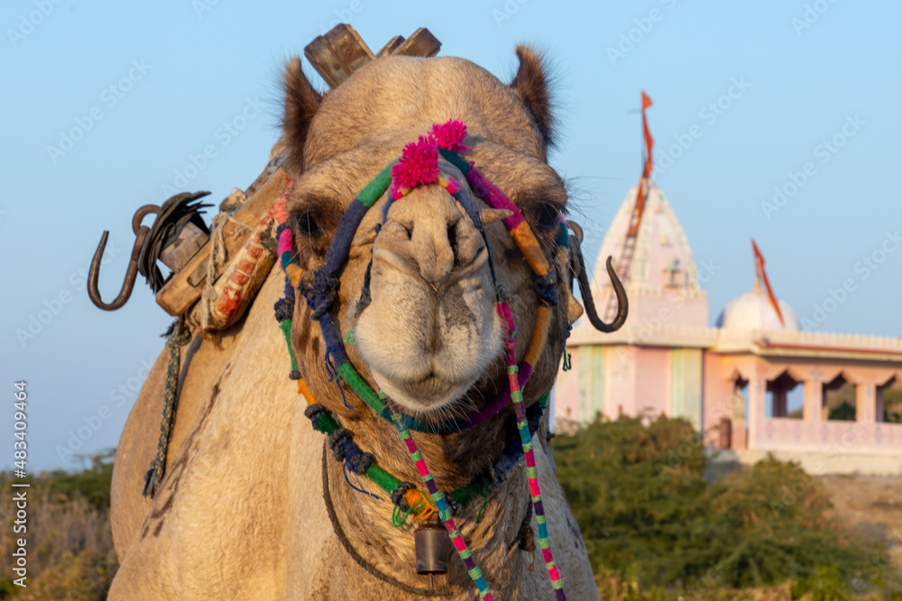 Naklejka premium The Camel Face close up