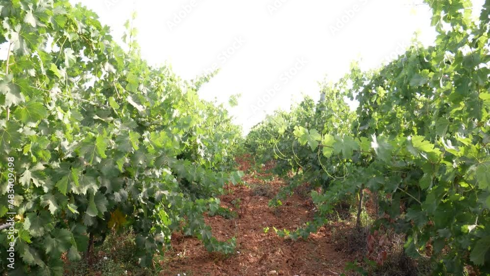typical Vernaccia wine vineyard in the Oristano area. Sardinia, Italy, Europe typical Vernaccia wine vineyard in the Oristano area. Sardinia, Italy, Europe