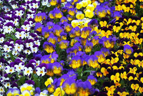 Colorful purple, blue and yellow pansy flowes. Beautiful spring flowers background. Mixed colors of pansies in a garden.