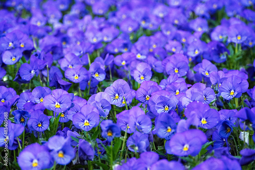  Colorful purple  blue and yellow pansy flowes. Beautiful spring flowers background. Mixed colors of pansies in a garden.