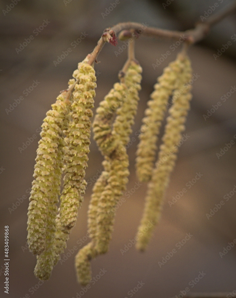 Hazel blooming in early spring. Hazel blooming in early spring.