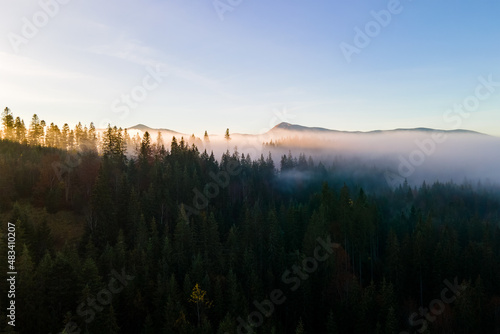 Foggy green pine forest with canopies of spruce trees and sunrise rays shining through branches in autumn mountains