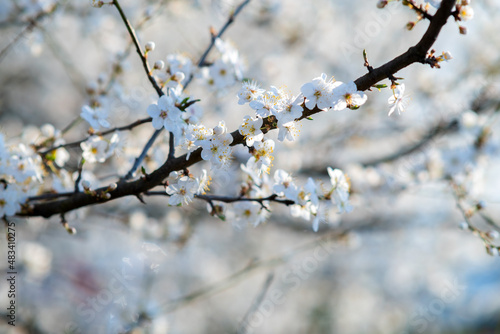 Fruit tree twigs with blooming white and pink petal flowers in spring garden.