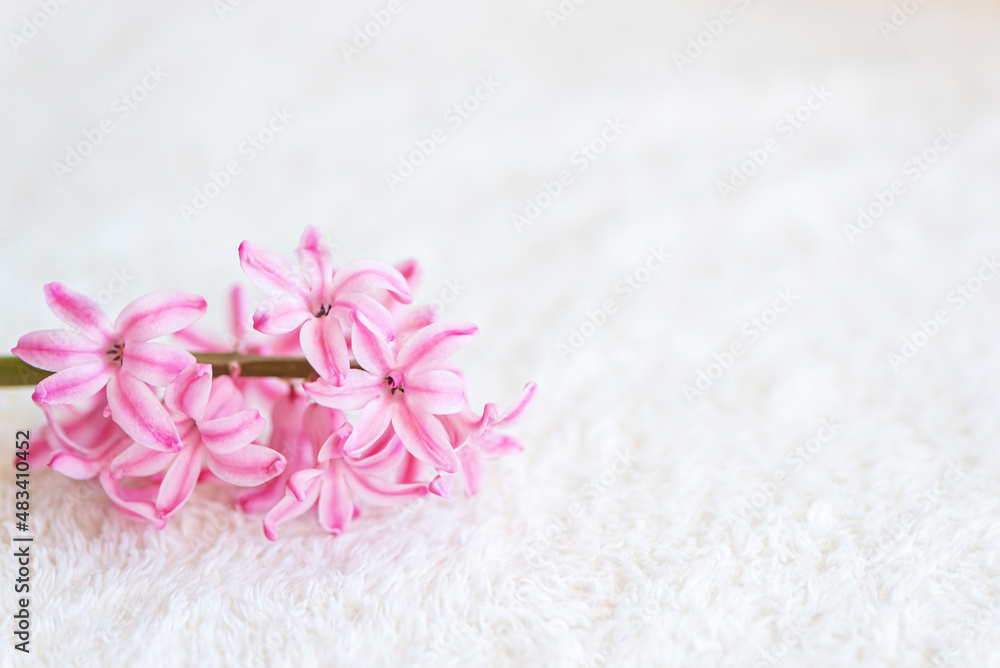 Obraz na plátně Pink flower on white plush fabric background