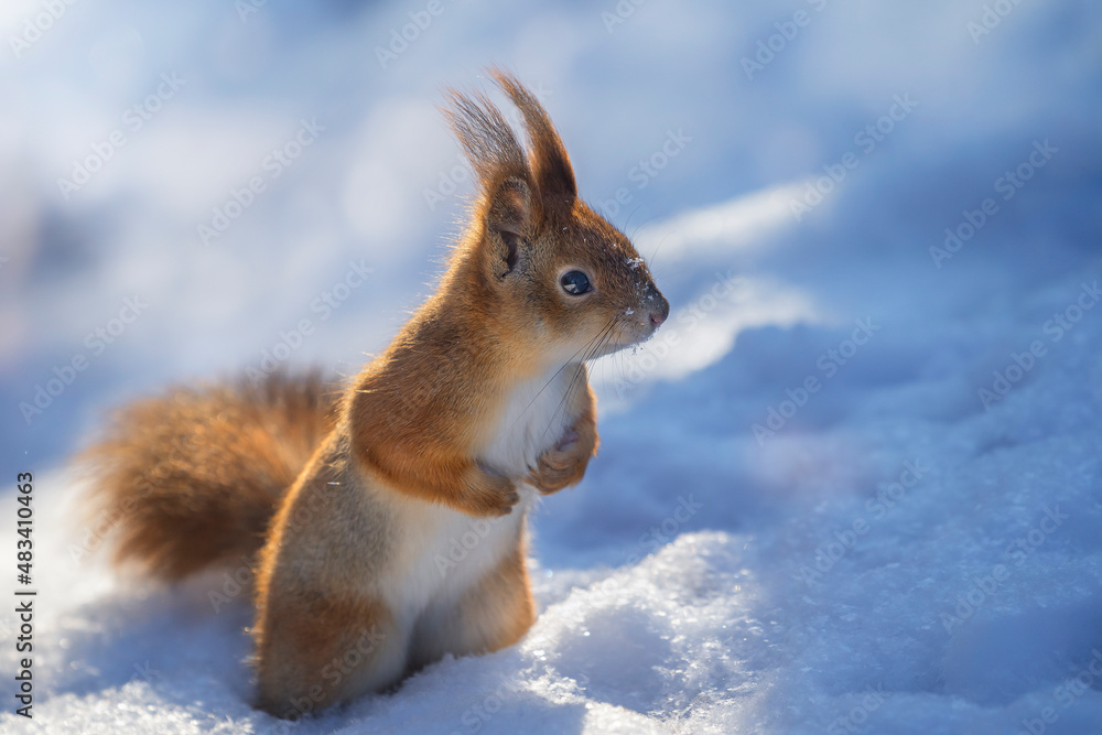 Beautiful fluffy squirrel (Sciurus vulgaris, Eurasian red squirrel) in the snow. Space for text. Beautiful fluffy squirrel (Sciurus vulgaris, Eurasian red squirrel) in the snow. Space for text.