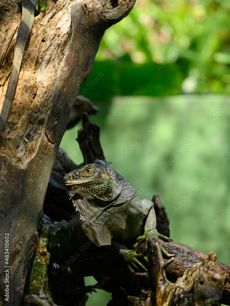 Green lizard on tree trunk. Reptilian in park terrarium