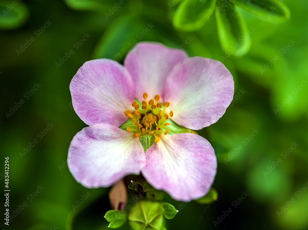 The flower of the pink lapchatka close-up on the background of greenery in the garden The flower of the pink lapchatka close-up on the background of greenery in the garden
