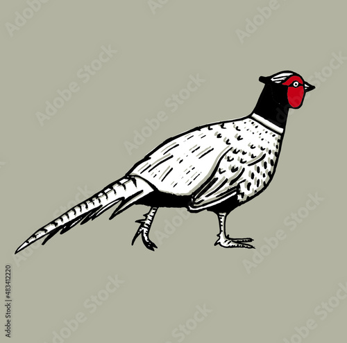 Pheasant