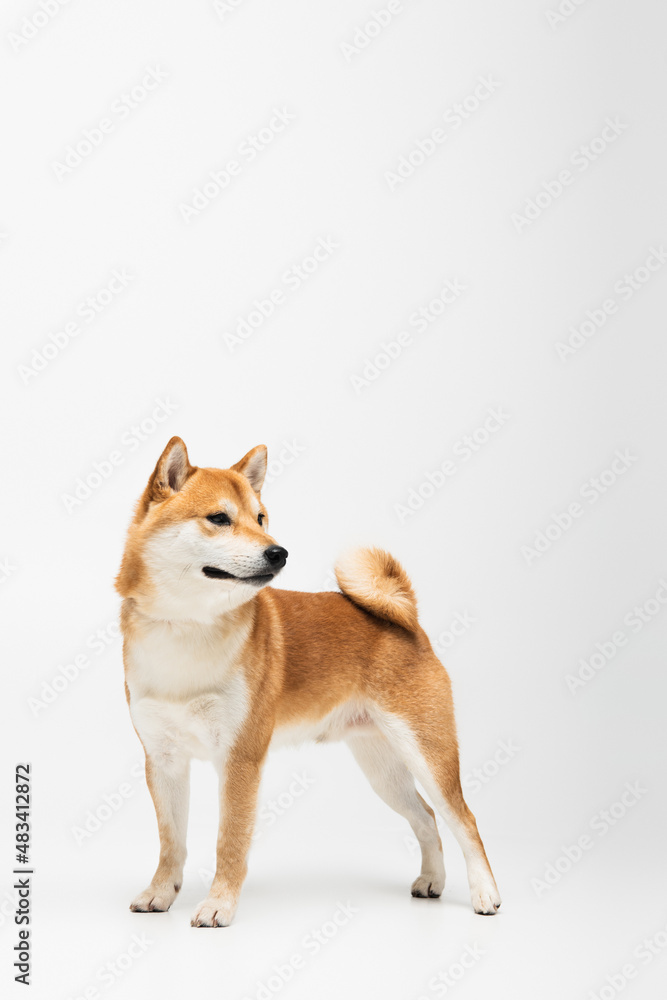 Shiba inu dog looking away on white background with copy space
