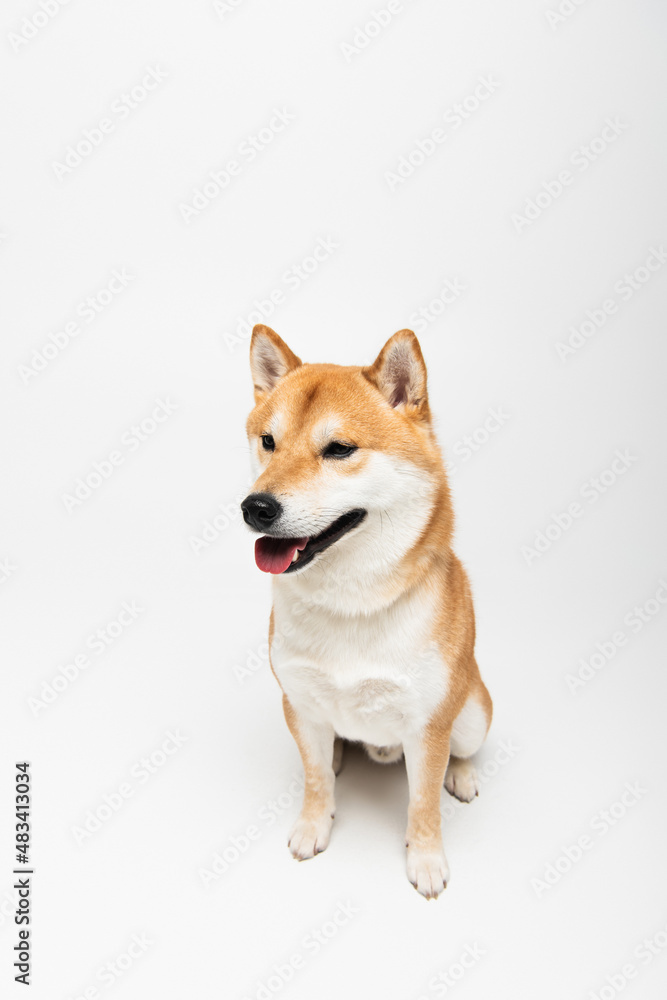 shiba inu dog sticking out tongue while sitting on light grey background