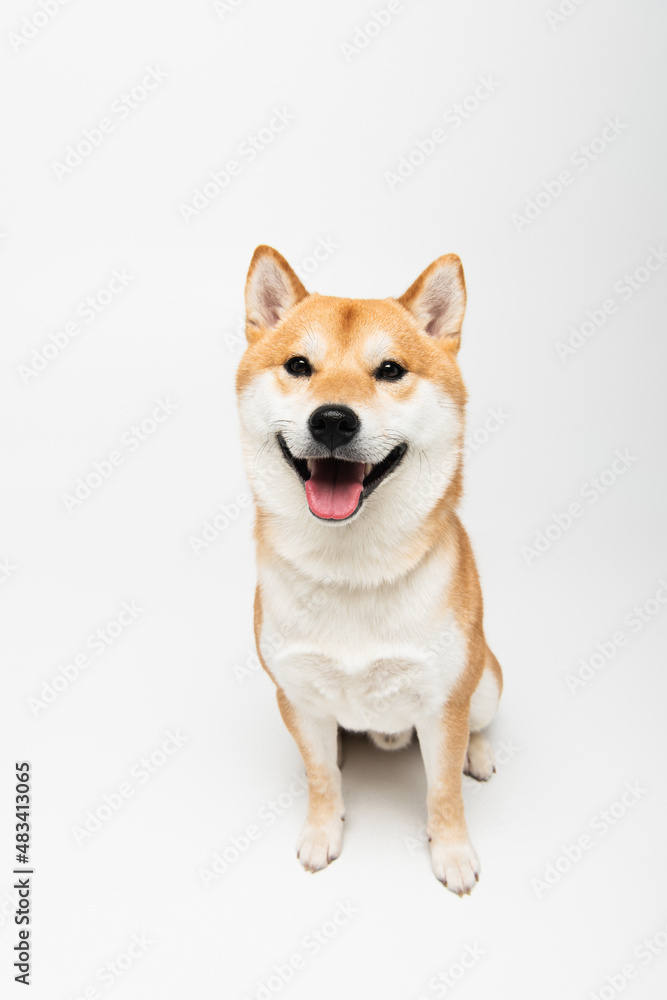 shiba inu dog looking at camera and sticking out tongue on light grey background