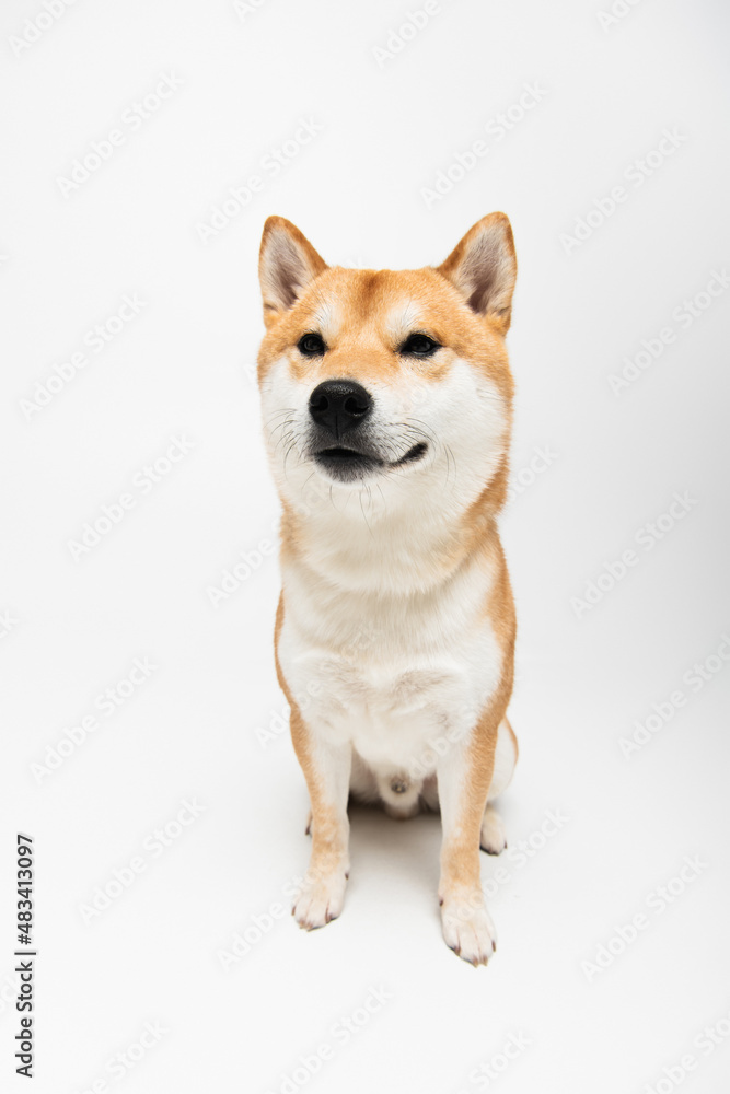 shiba inu dog sitting on light grey background