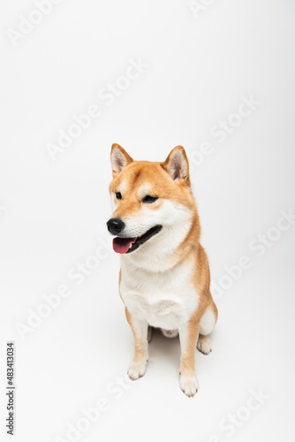 shiba inu dog sticking out tongue while sitting on light grey background