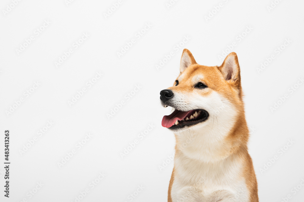 shiba inu dog with open mouth isolated on light grey with copy space