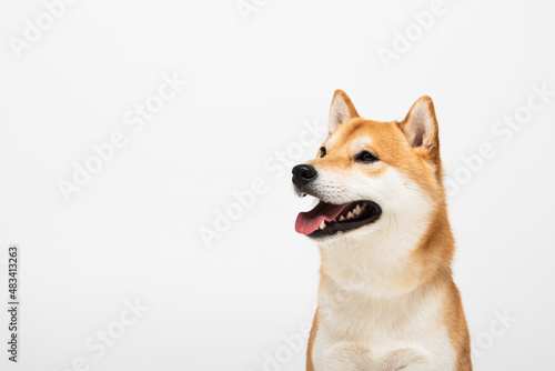 shiba inu dog with open mouth isolated on light grey with copy space