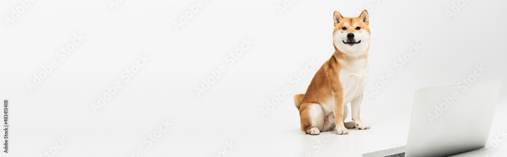 shiba inu dog sitting near laptop on light grey background with copy space, banner