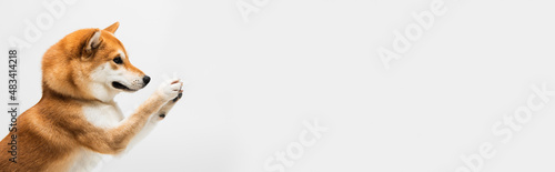 Fotografie funny shiba inu dog waving paws isolated on light grey, banner