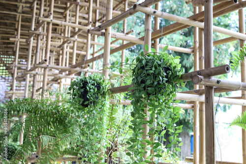 Vertical Dischidia or Green depe tree hanging on bamboo railing. photo