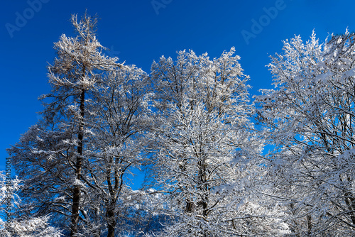 Winterlandschaft mit Bäumen in Oberstdorf © Eberhard