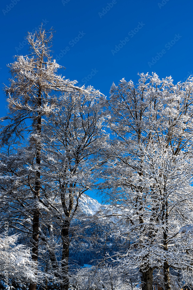 Winterlandschaft mit Buche in Oberstdorf Winterlandschaft mit Buche in Oberstdorf