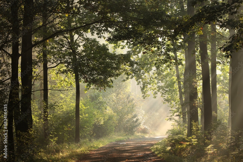 Naklejka premium Country road through the autumn forest during sunrise