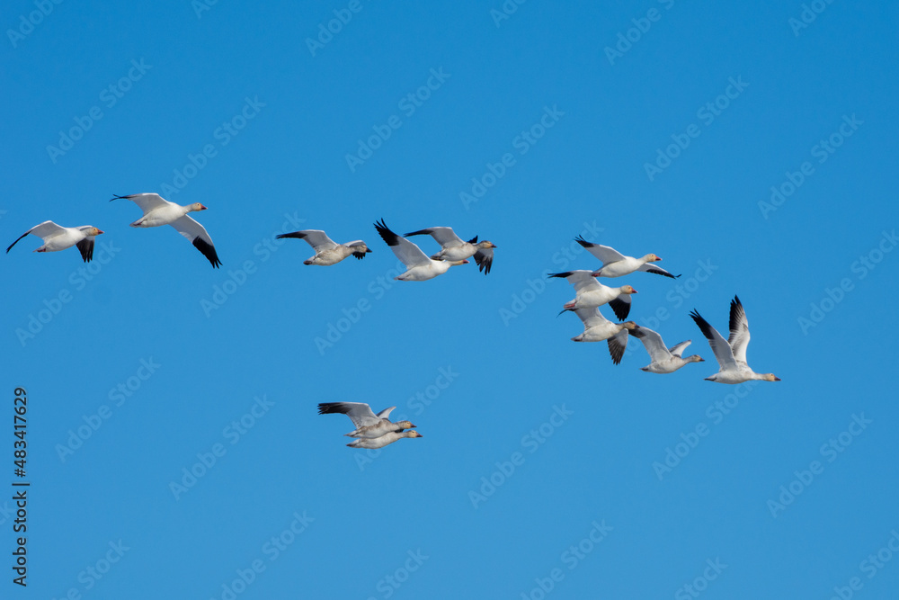 Obraz premium Snow goose (Anser caerulescens) flying through the blue sky in Canada.
