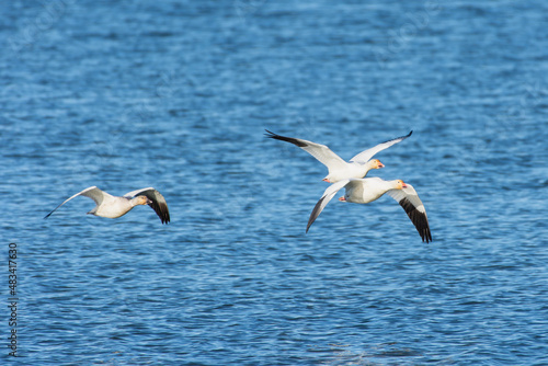 Snow goose (Anser caerulescens) flying through the blue sky in Canada.