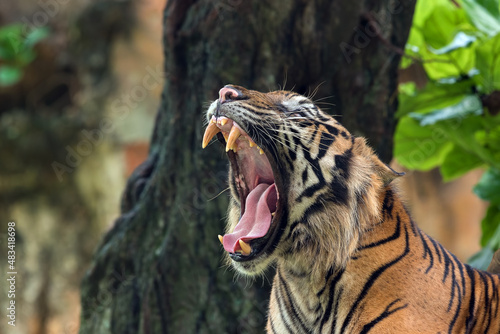 Portrait of a Sumatran tiger roaring, Indonesia