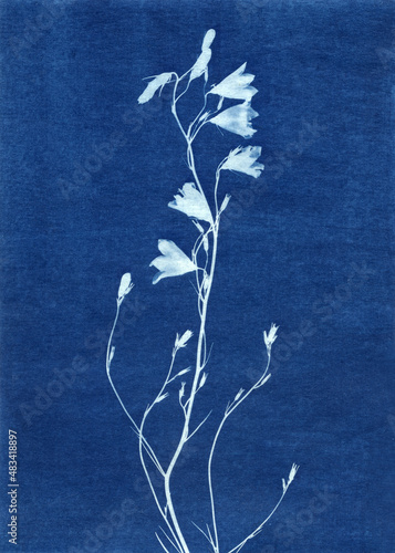 Sun-printing or cyanotype process. Skeleton leaf cyanotype
