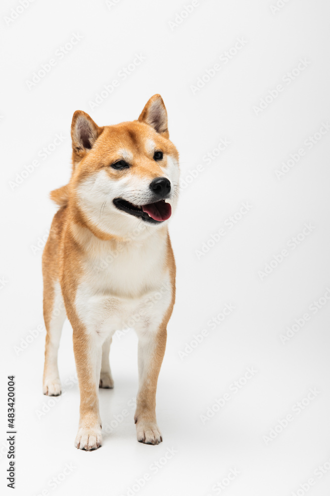 Portrait of shiba inu dog on white background