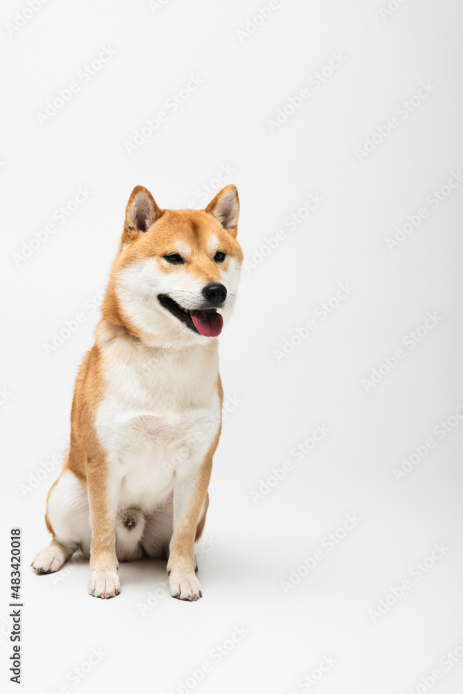 Shiba inu dog sitting on white background