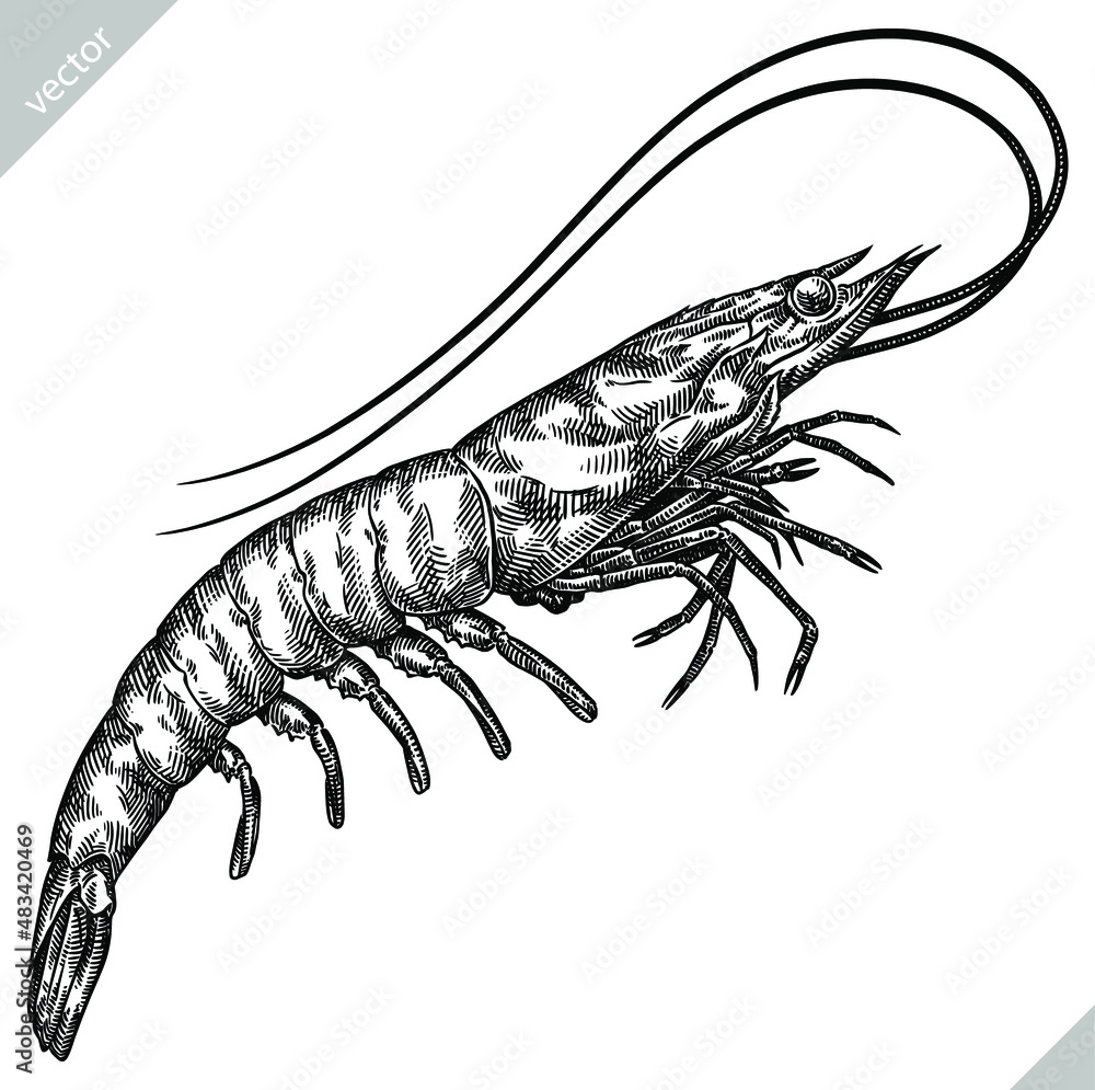 black and white engrave isolated shrimp vector illustration black and white engrave isolated shrimp vector illustration