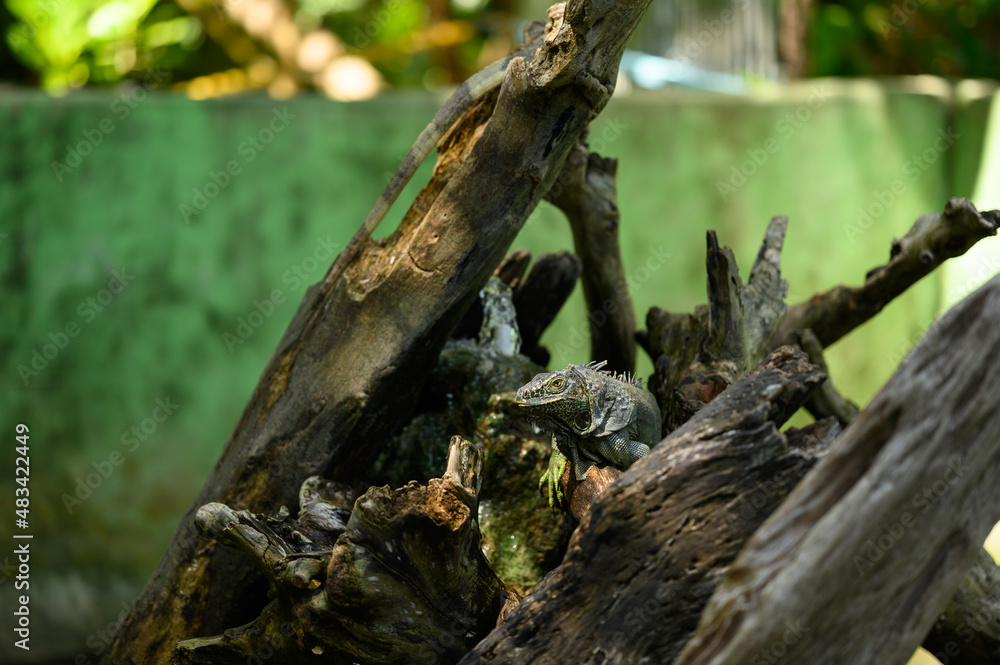 Green iguana on tree trunk. Reptile in park terrarium Green iguana on tree trunk. Reptile in park terrarium